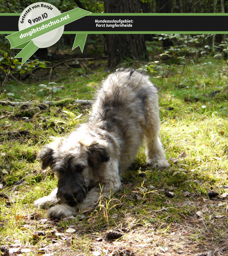 Forst Jungfernheide - Fotoaufnahme von Ronja einem Briard-Mischling