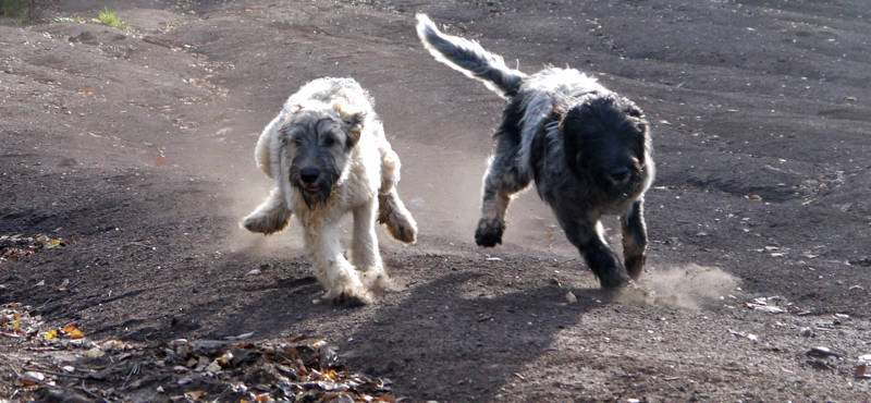 Hunde die einen Hang hinab rennen und dabei eine Staubwolke verursachen