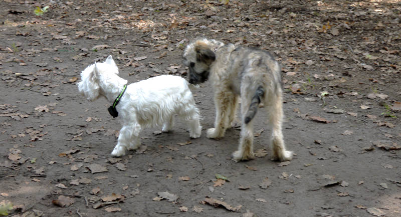 Westhighlandterrier und Briard-Mischling Ronja im Auslaufgebiet Berlin, Forst Jungfernheide