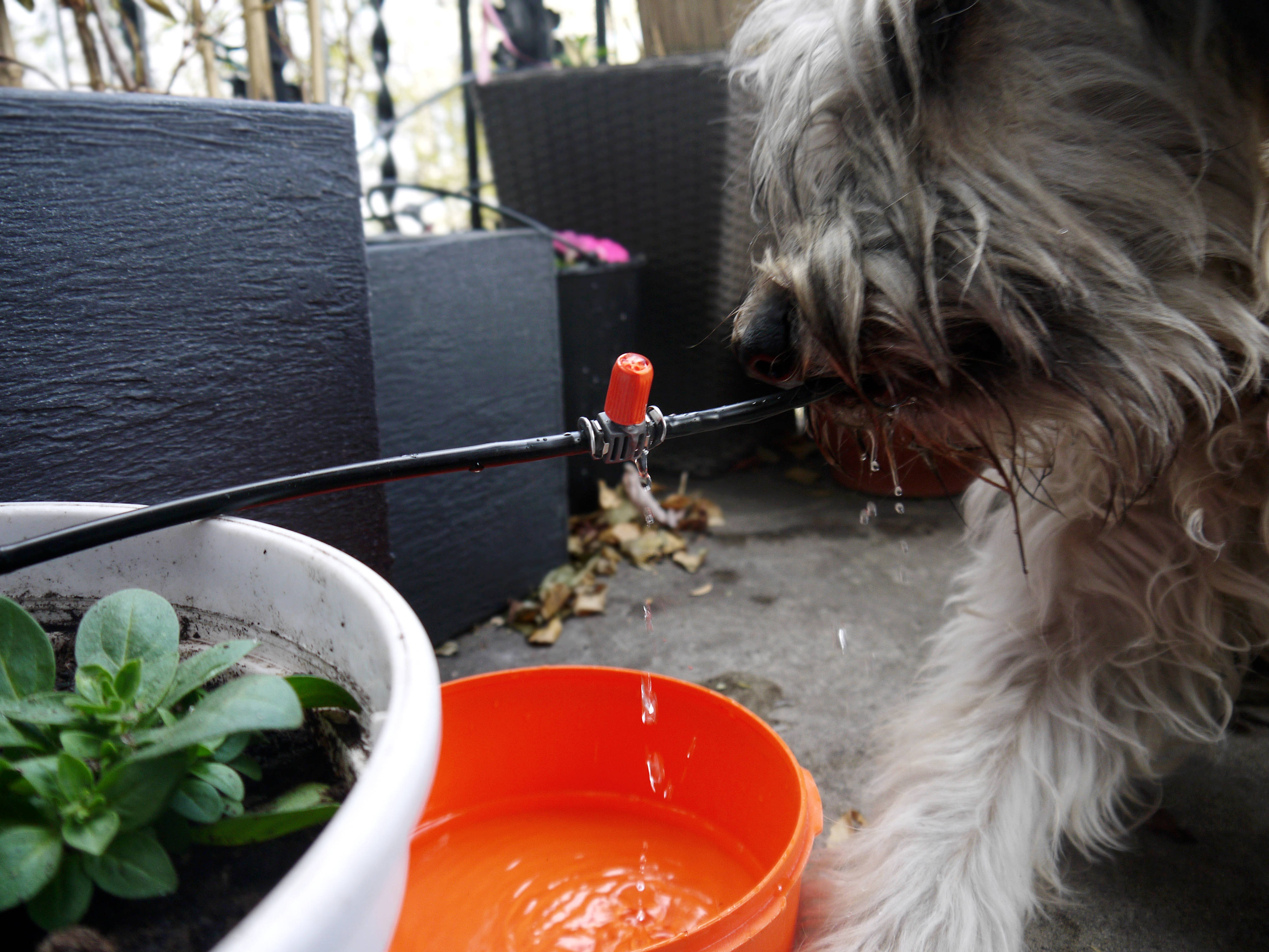 Hund spielt mit Gardena Tropfer Bewässerung 
