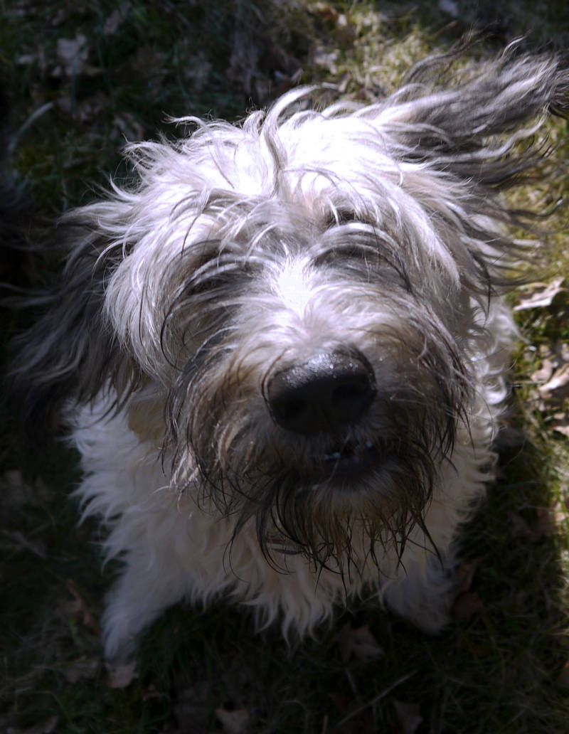 Hund von oben