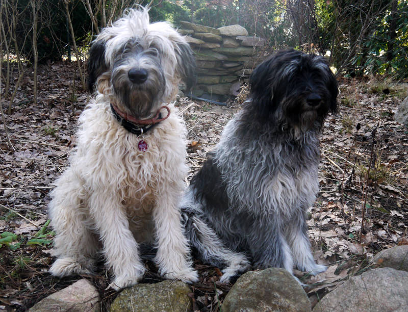 Hunde schauen in die Kamera