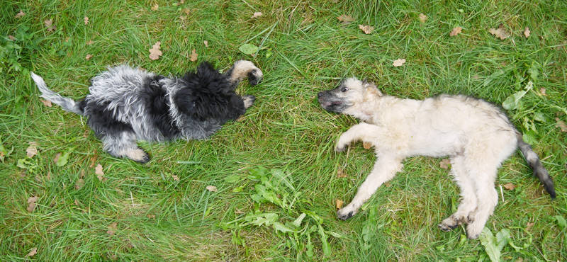 Hunde im Gras- Vogelperspektive