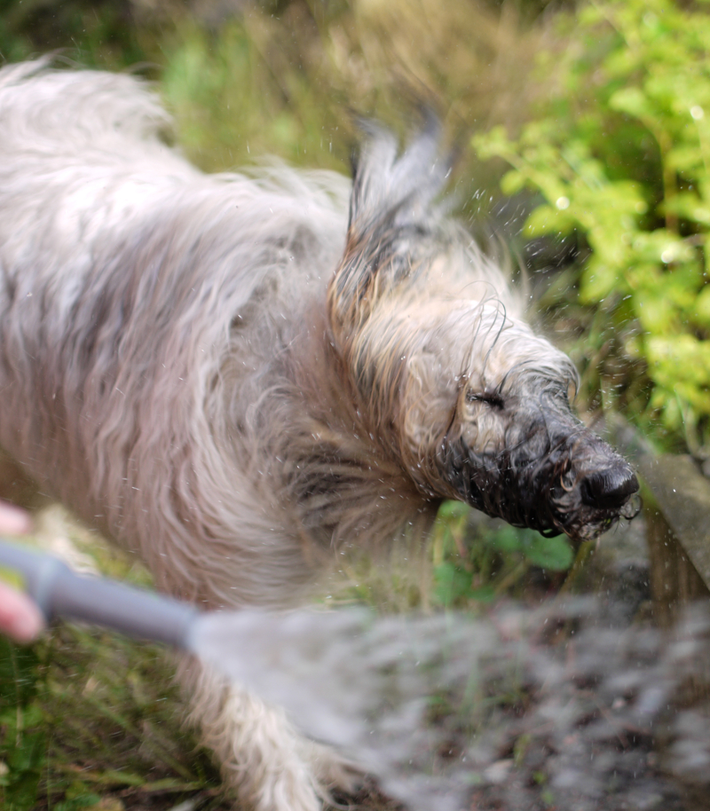 P1110617_schuettelnder_nasser_hund.jpg