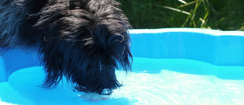 Hund steckt die Nase ins Wasser