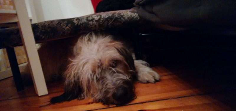 Hund liegt unter Sofa / Hocker